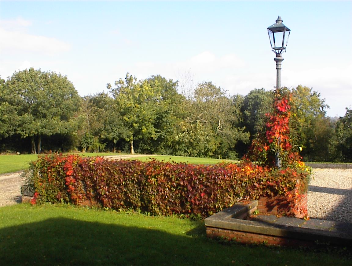 Autumn Glory