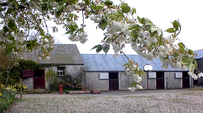 Cherry blossom in the yard