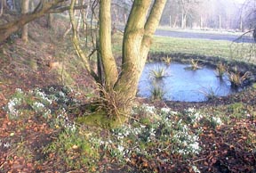 Snowdrops by the pond
