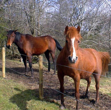 Clara and Janey's foal
